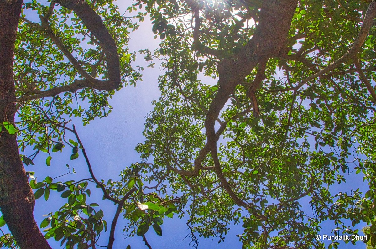 Sky View Tree | उनाड
