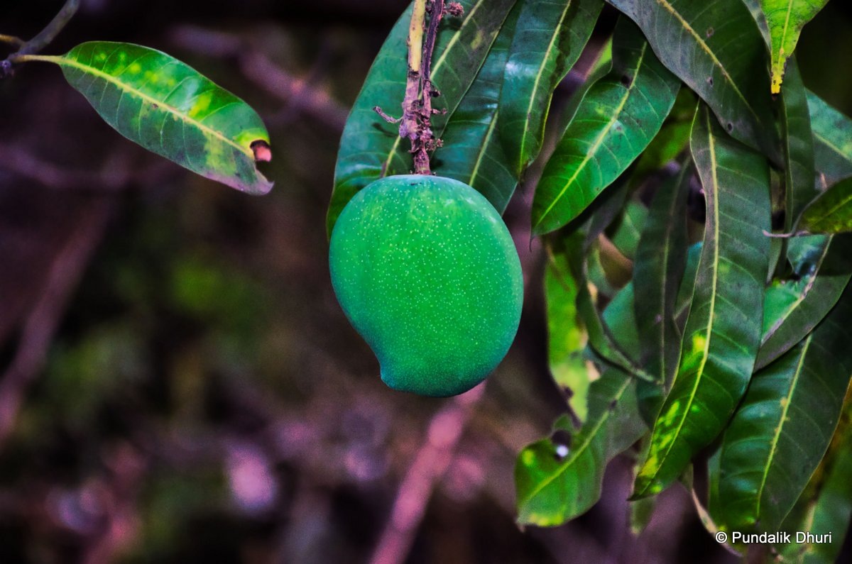 Sole Mango | उनाड
