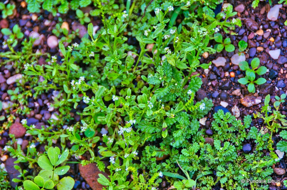 Shrubs | उनाड