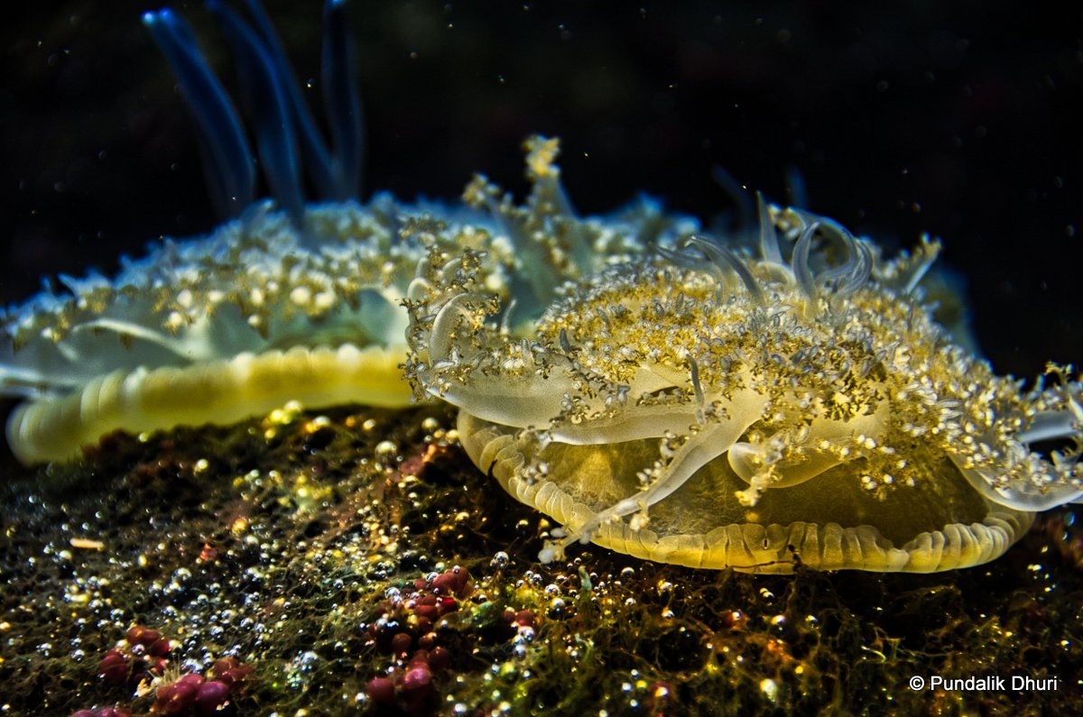 Jelly Fish | उनाड